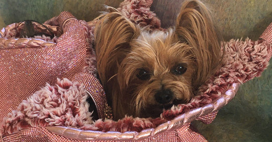 Tati’s Travels: A Tale of Tail-Wagging Adventures